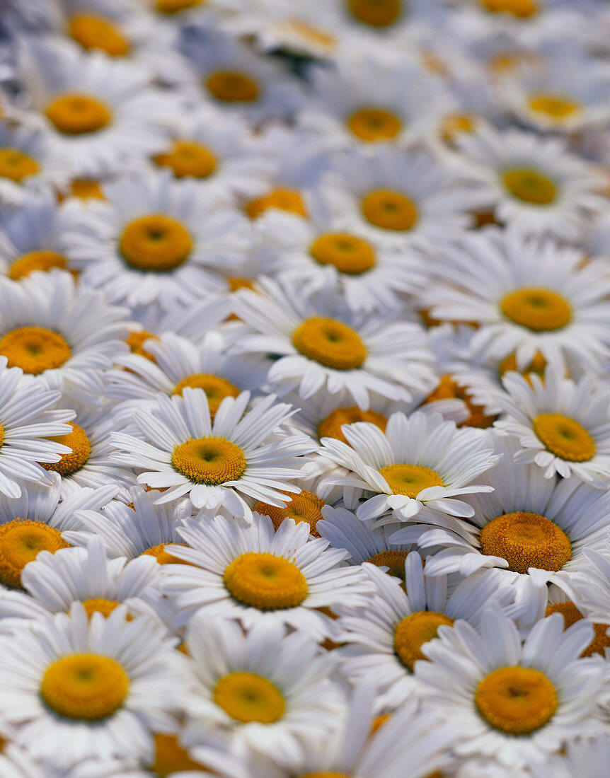 White daisy flowers