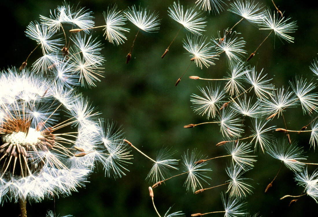 Dispersal of dandelion seed