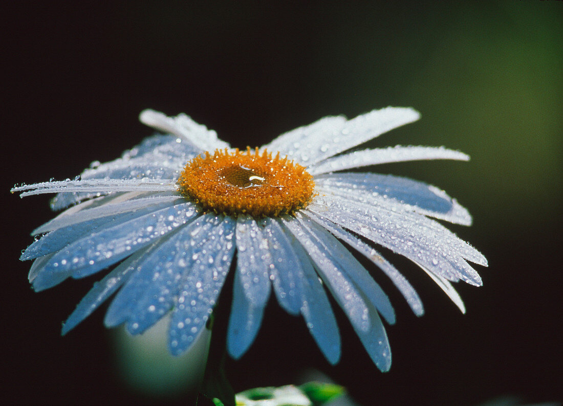 Daisy flower