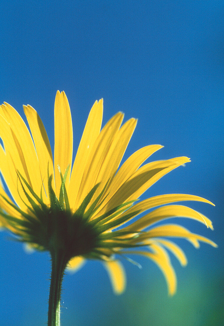 Marsh hawksbeard