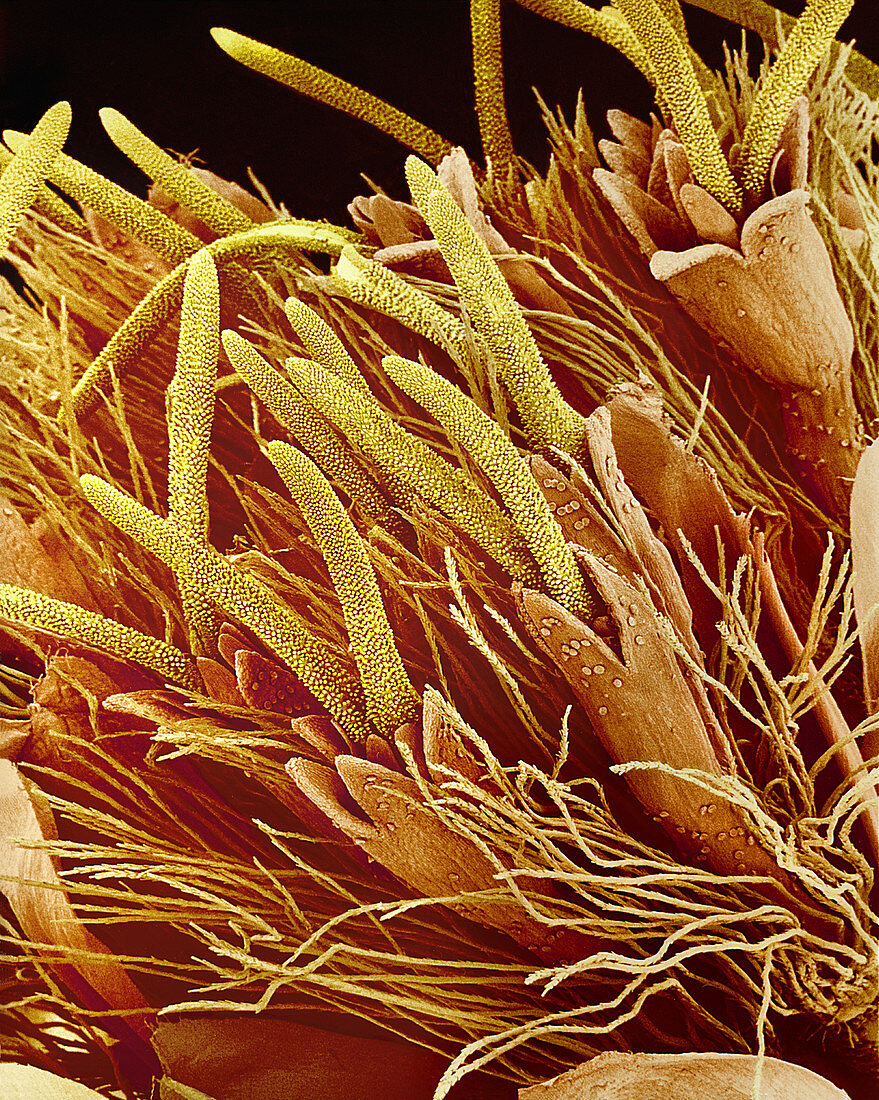 Eupatorium japonicum flower,SEM