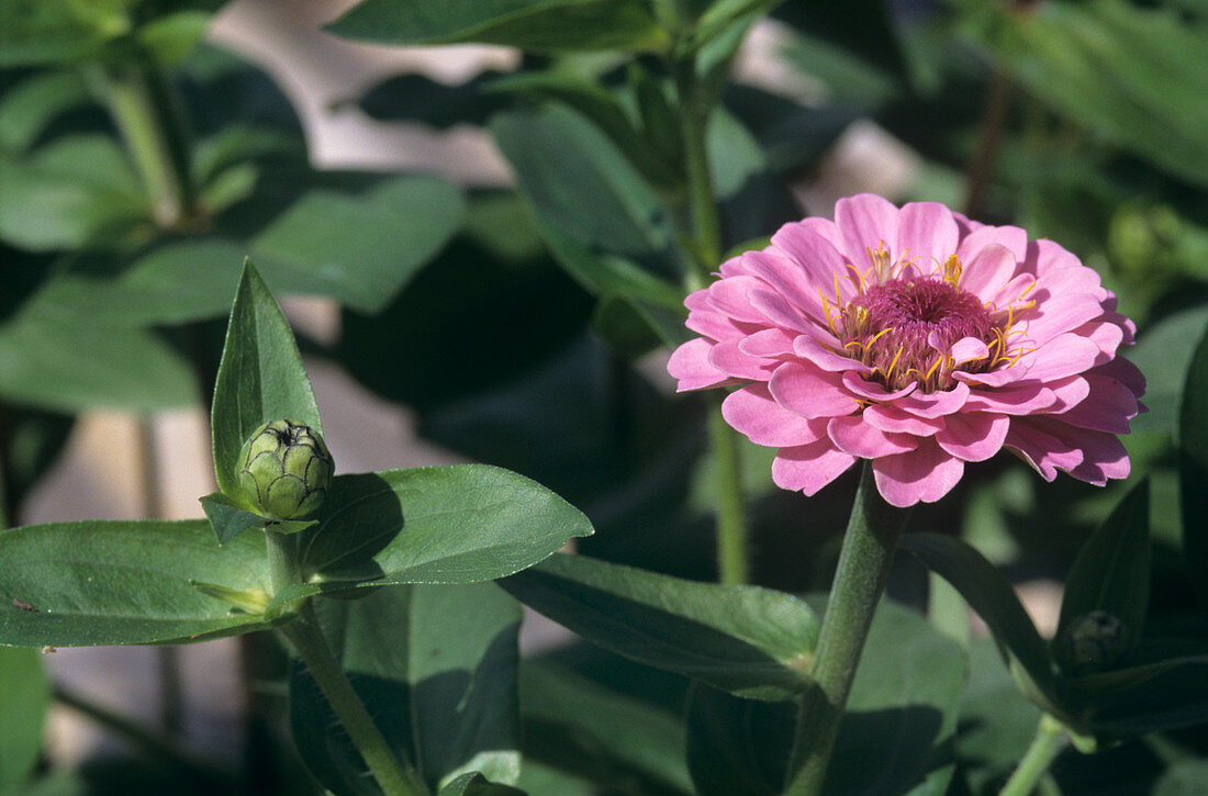 Zinnia 'Oklahoma' flower