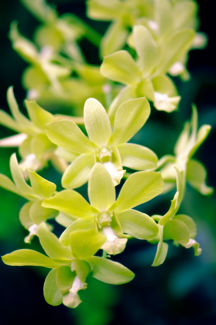Orchids (Dendrobium 'Burana Green')