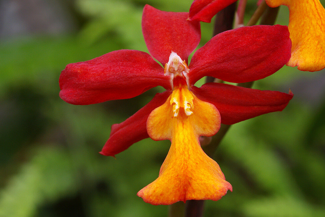 Orchid (Burrageara 'Stefan Isler')