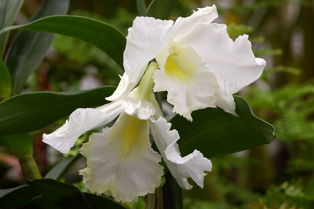 Orchid (Dendrobium 'Judith Nakayama')