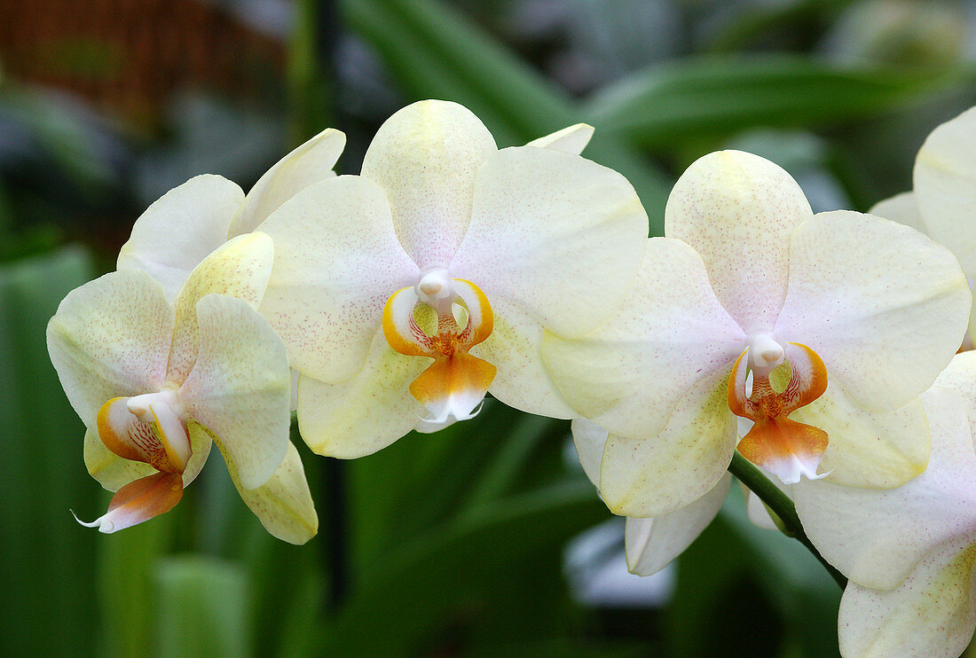 Moth orchids (Phalaenopsis 'Capri')