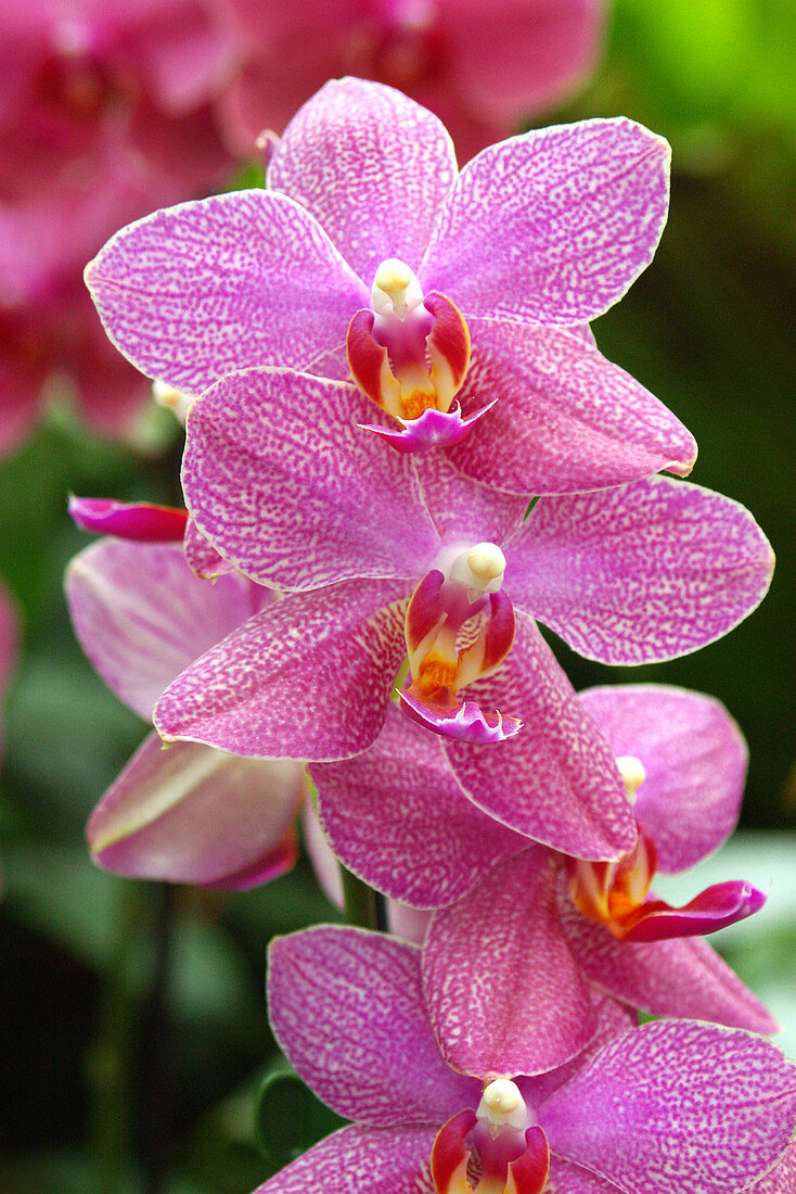 Moth orchids (Phalaenopsis 'Neuseeland')