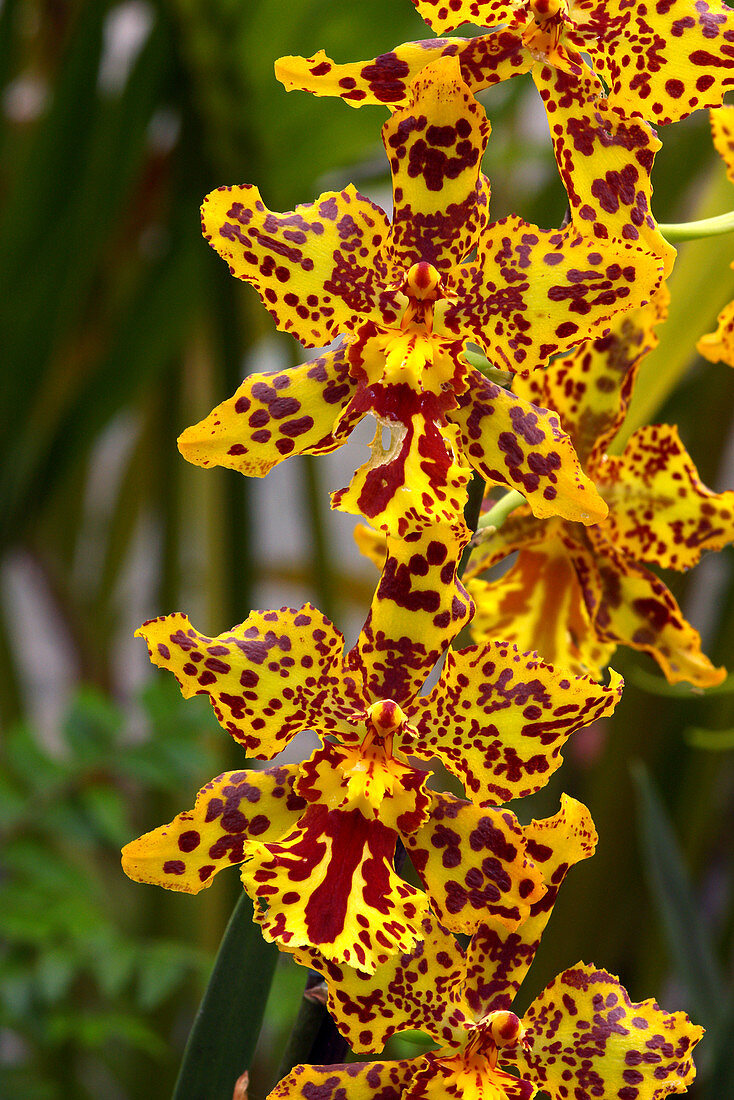 Orchids (x Wilsonara 'Tiger Brew')