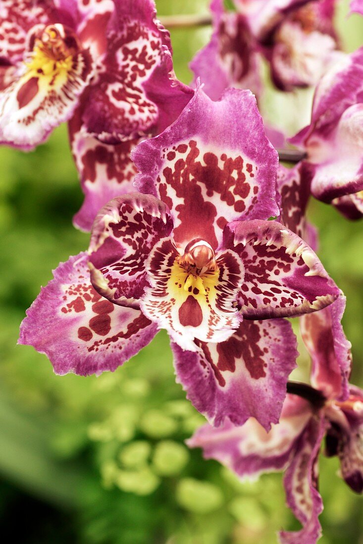 Orchid (X Odontioda 'Fremar')