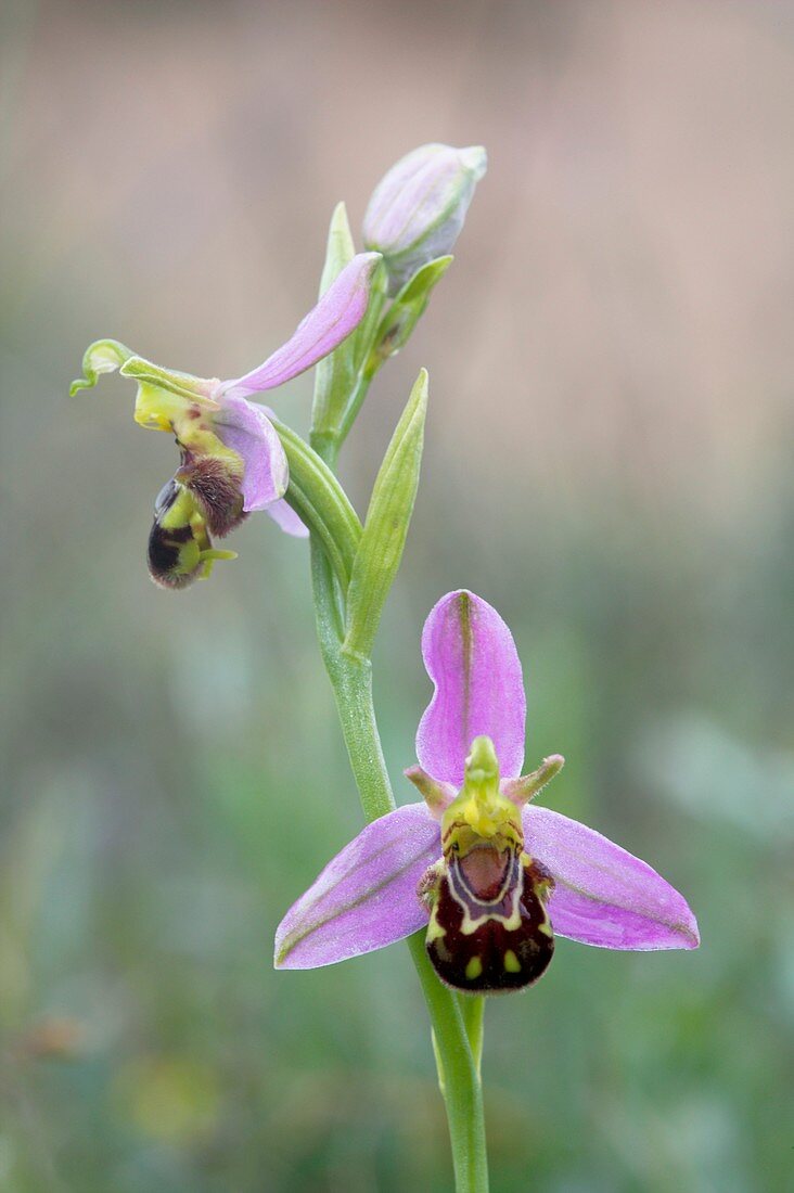 Bee orchid (Ophrys apifera)