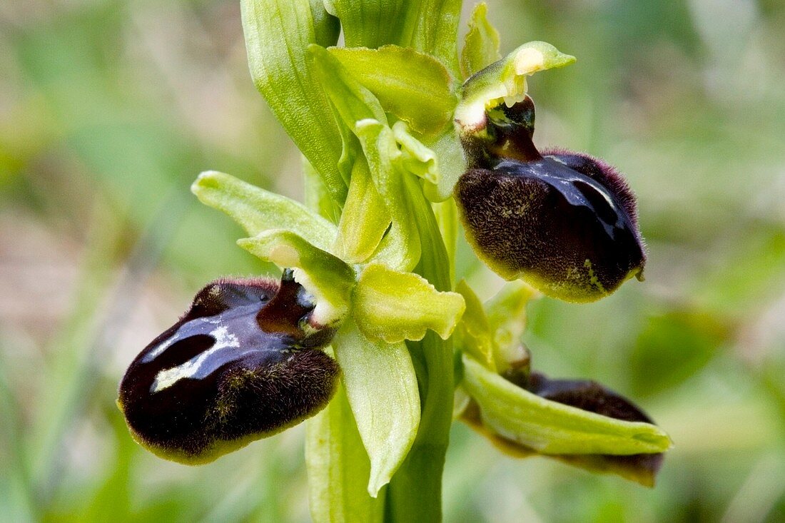 Early spider orchid (Ophrys sphegodes)