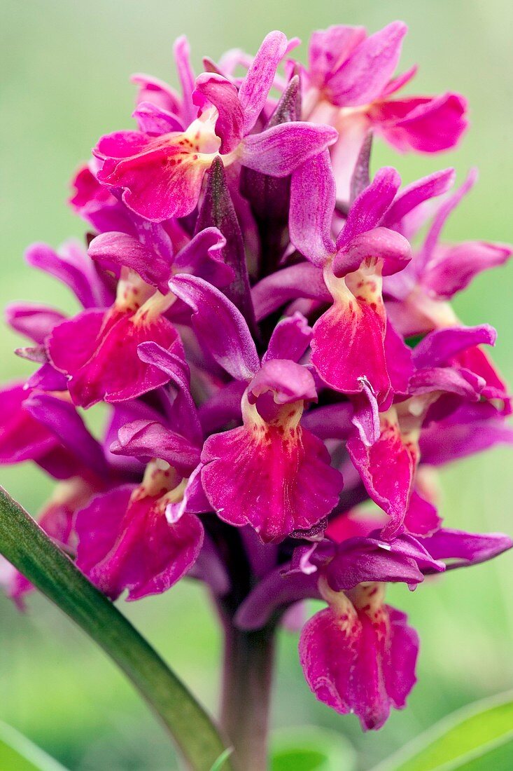 Dactylorhiza sambucina orchid