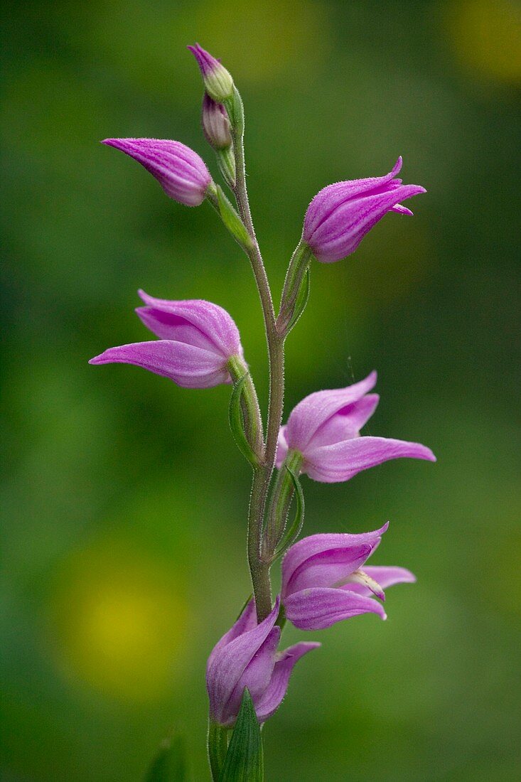 Red helleborine (Cephalanthera rubra)