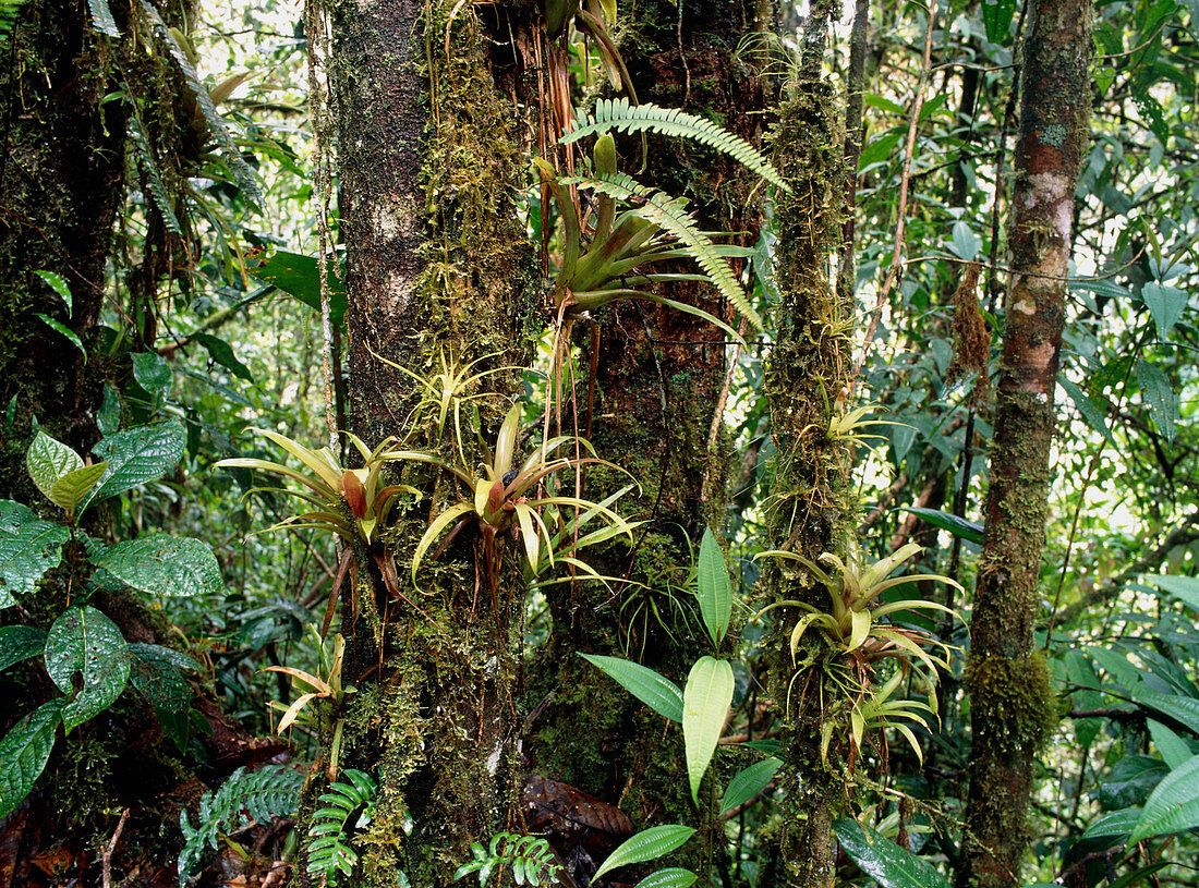 Bromeliads growing on trees in rainforest