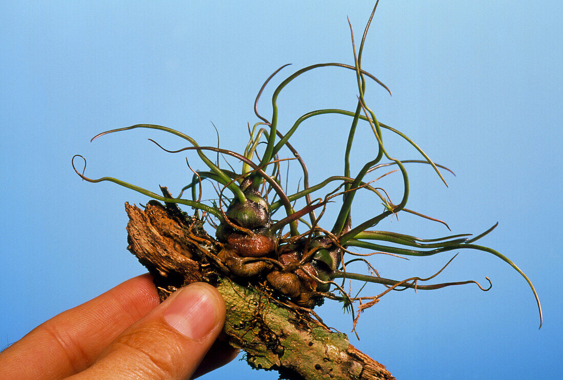 Tillandsia bromeliad plant on a twig