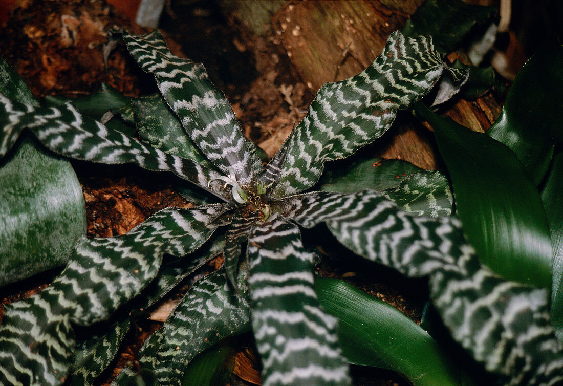 Cryptanthus fosterianus leaves