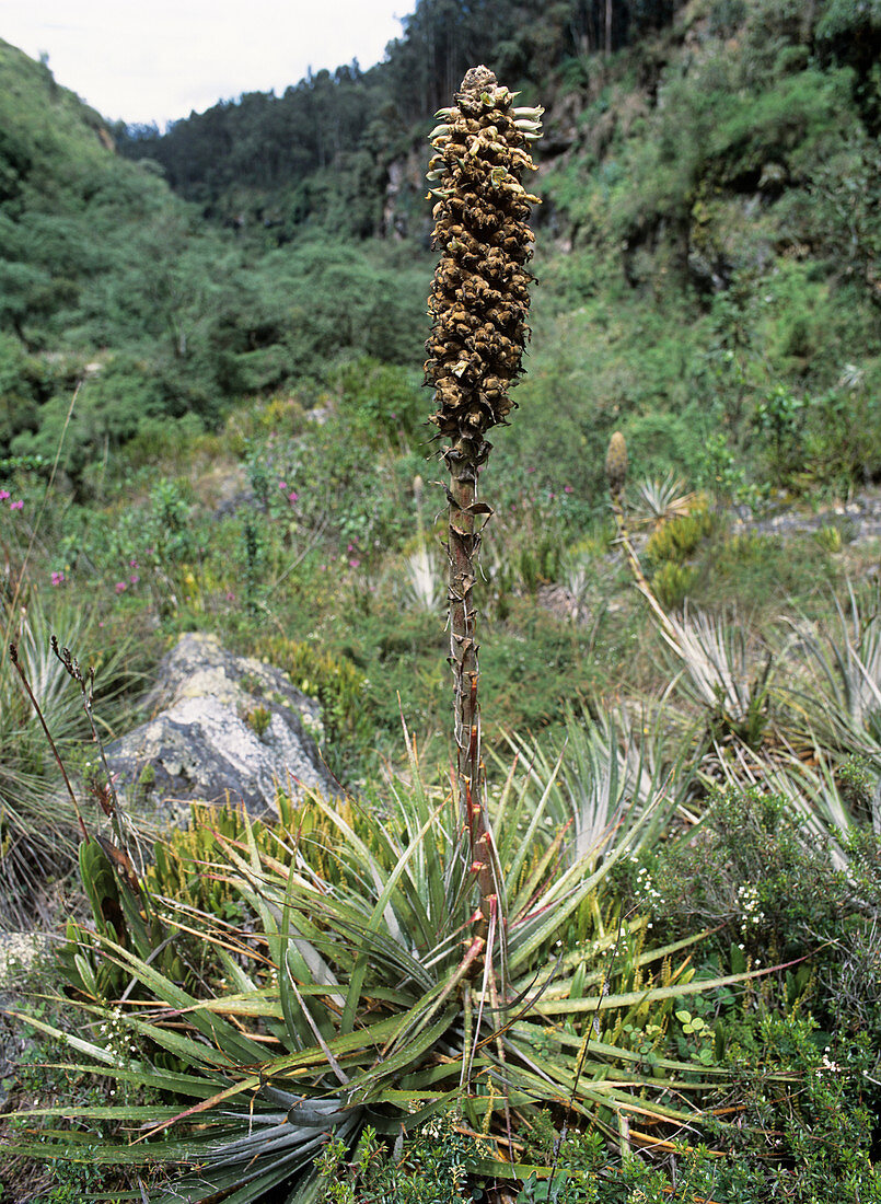 Puya aequatorialis bromeliad plant