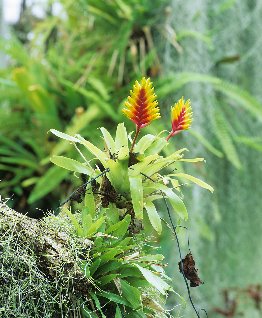 Vriesea carinata bracts