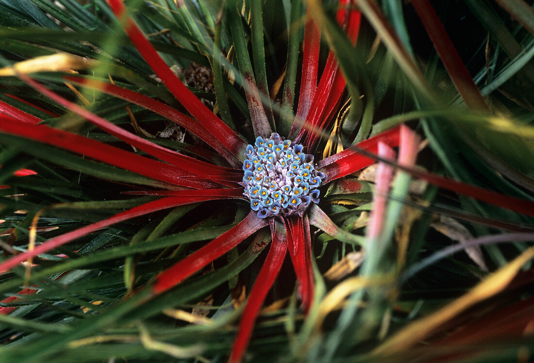 Crimson bromeliad (Fasicularia bicolor)