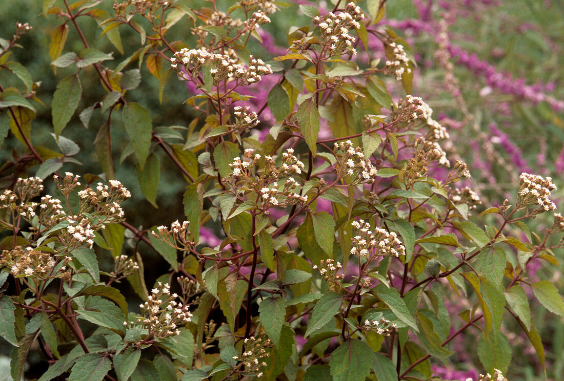 Eupatorium rugosum 'Chocolate' flowers