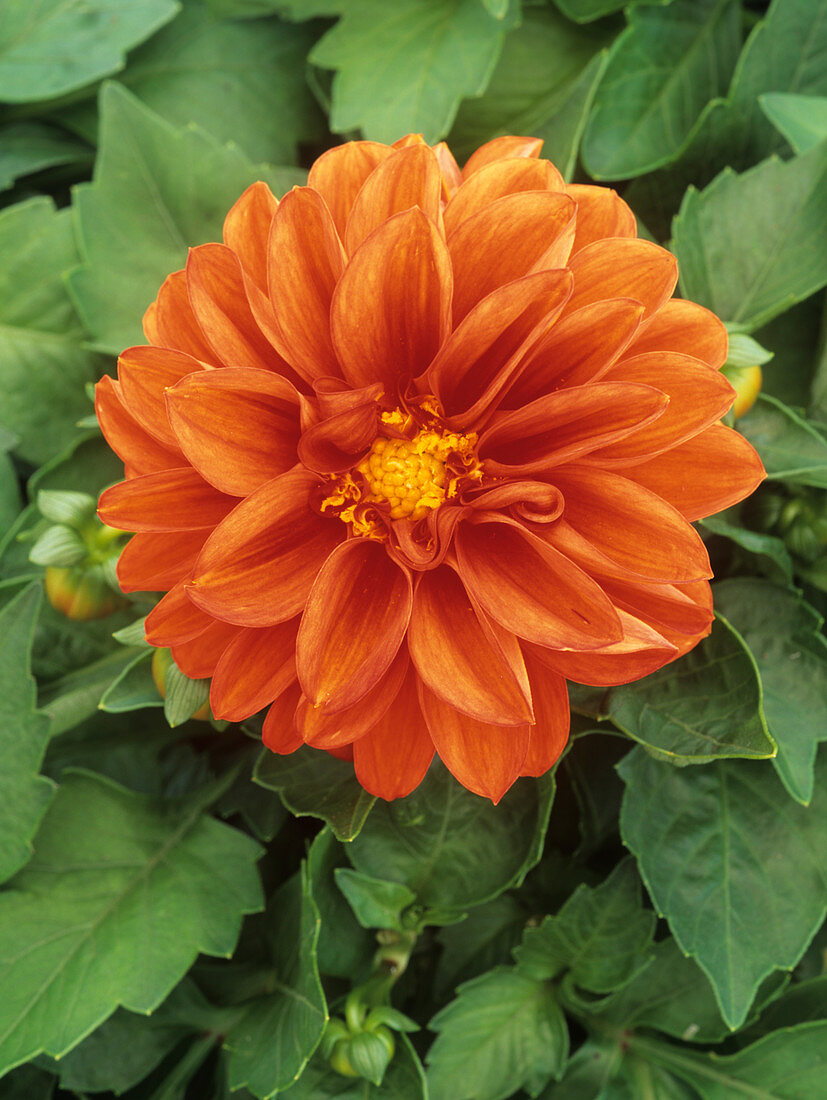 Dahlia Dahlietta 'Simone'