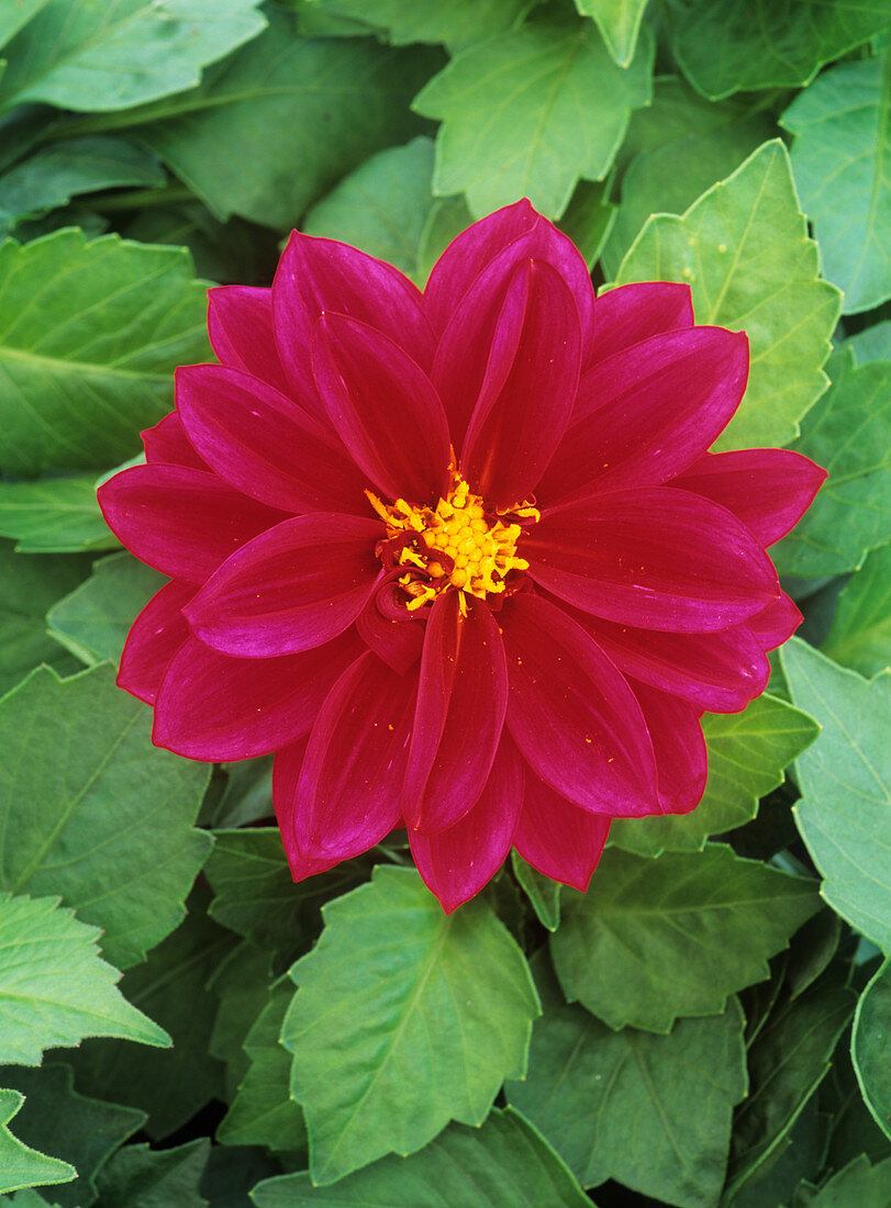 Dahlia Dahlietta 'Carol'