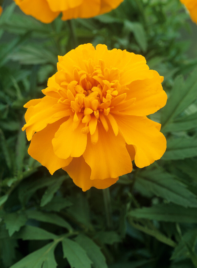 Marigold (Tagetes 'Zenith Orange')