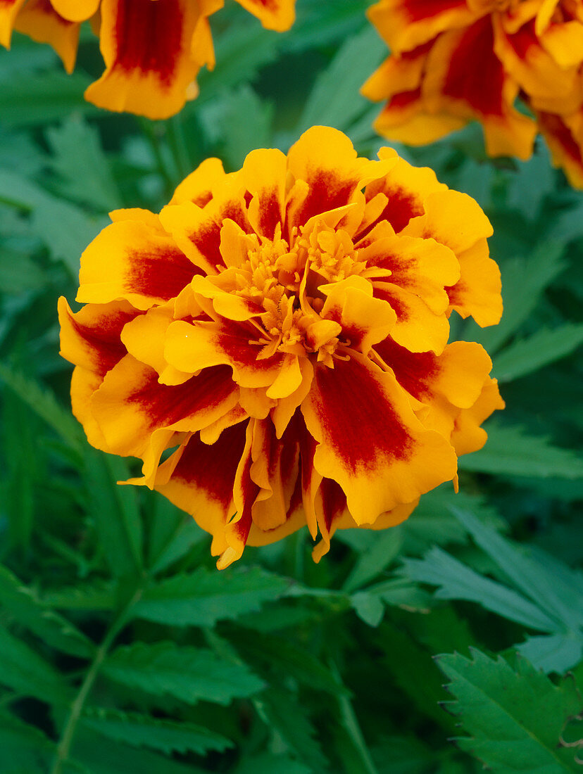 Marigold (Tagetes 'Zenith Red And Gold')