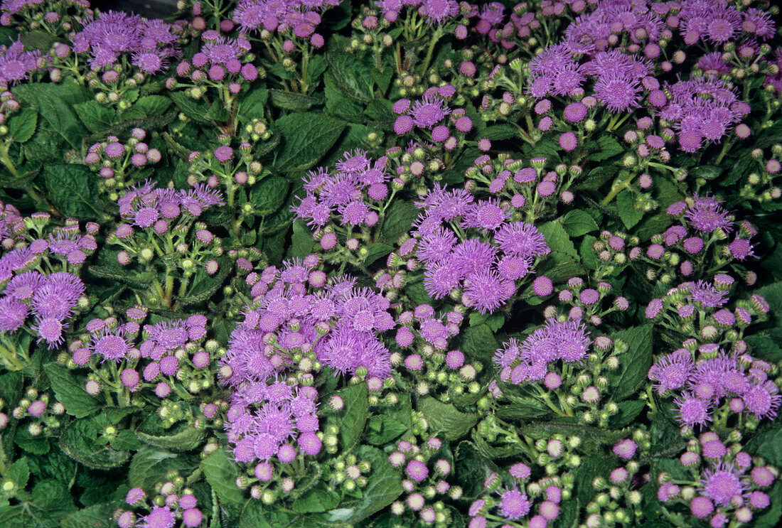 Ageratum mexicanum flowers