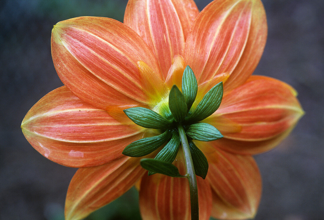 Dwarf hybrid Dahlia flower