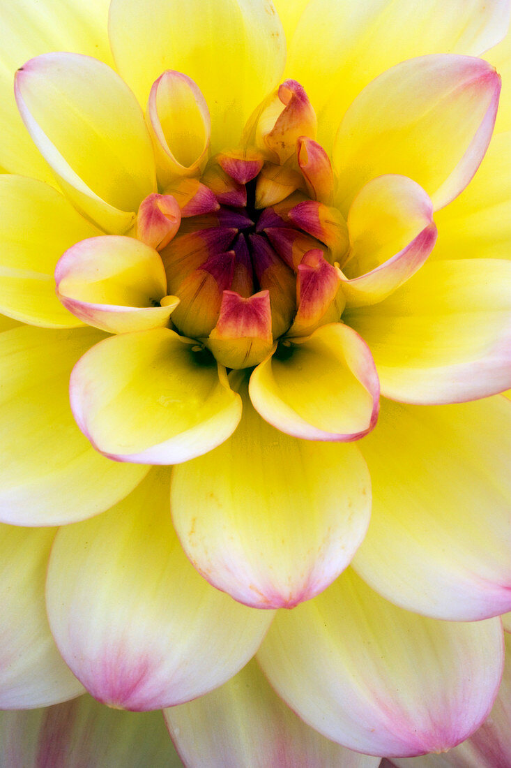 Dahlia 'Zingaro'