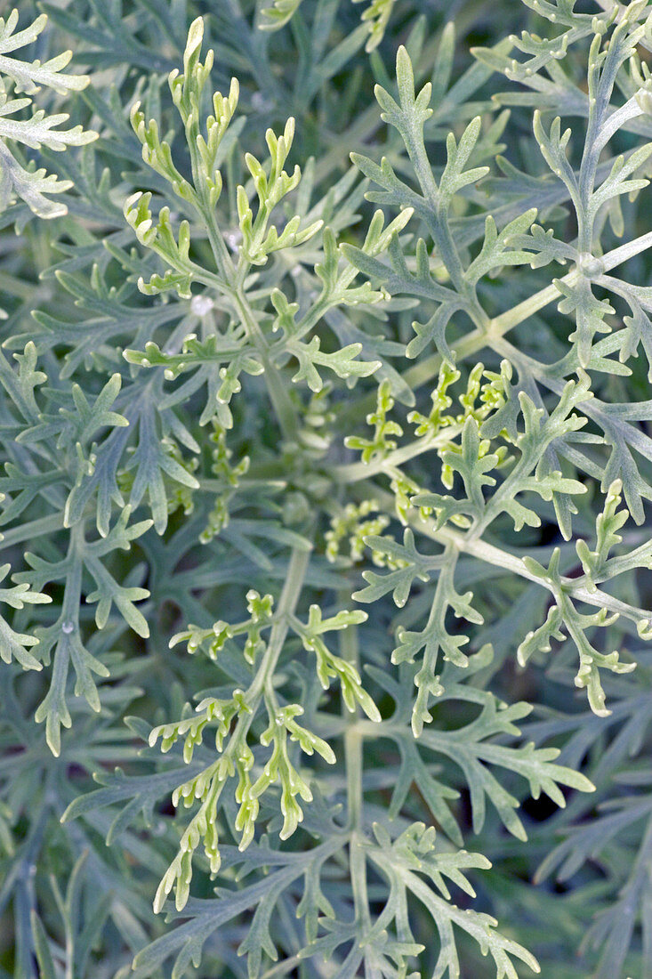 Mugwort (Artemisia 'Powis Castle')