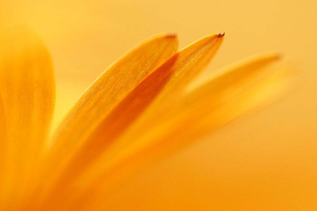 Marigold petals,close-up