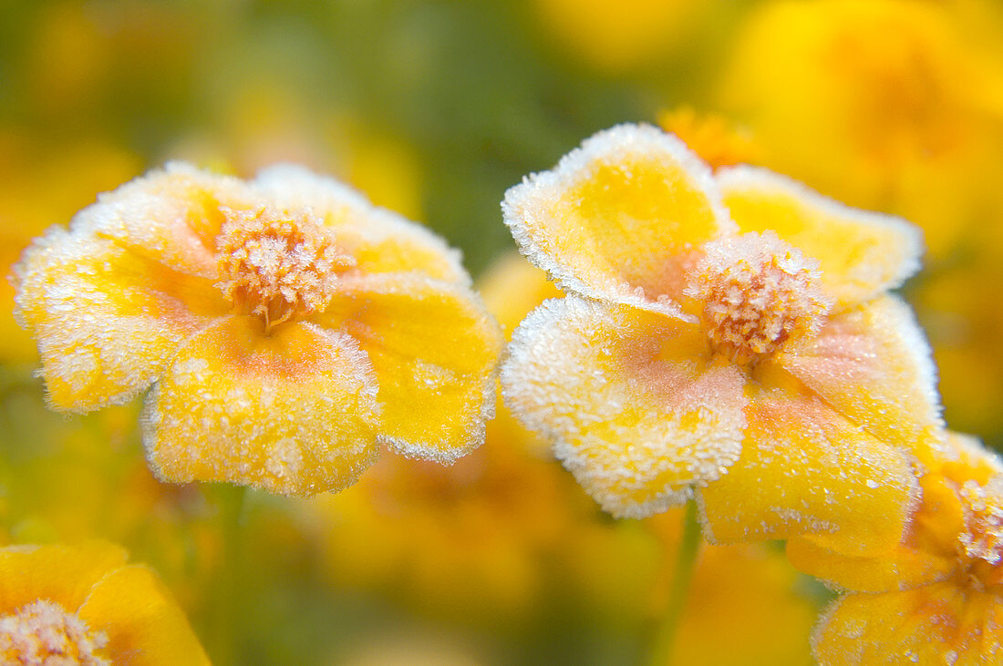 Frost covered flowers