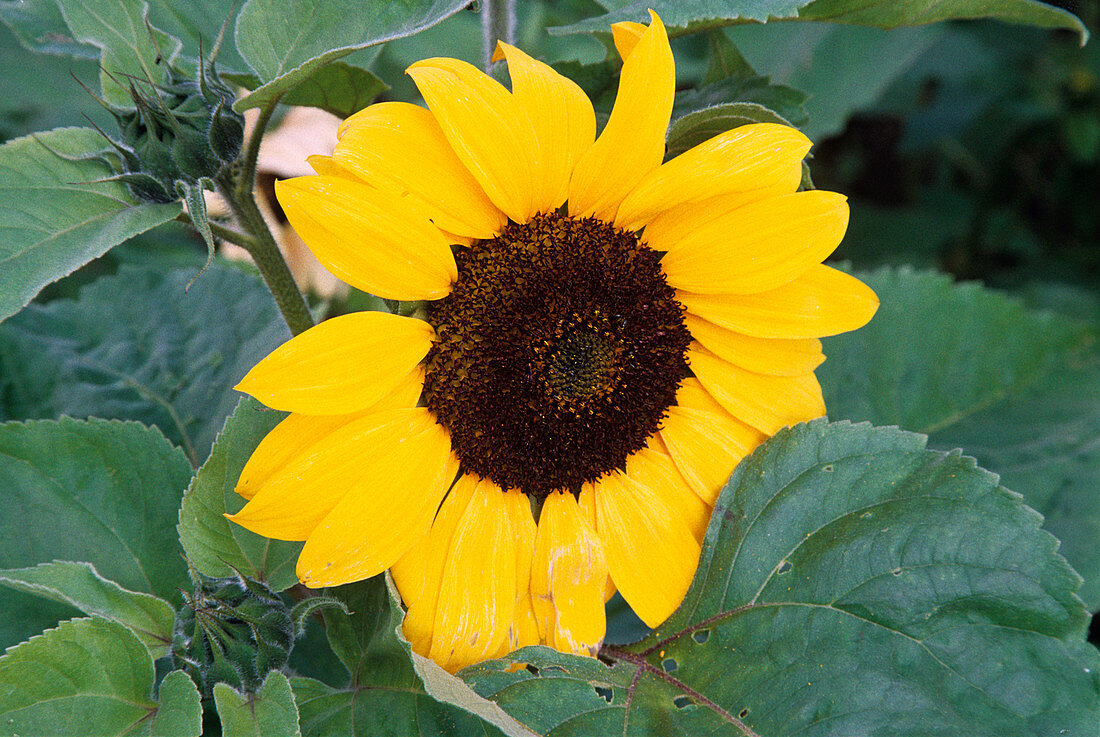 Sunflower 'The Bee's Knees'