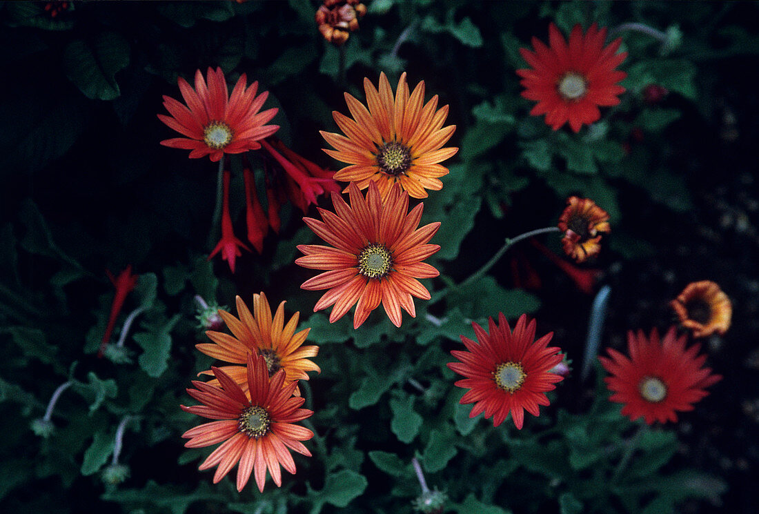 African daisy 'Flame' flowers