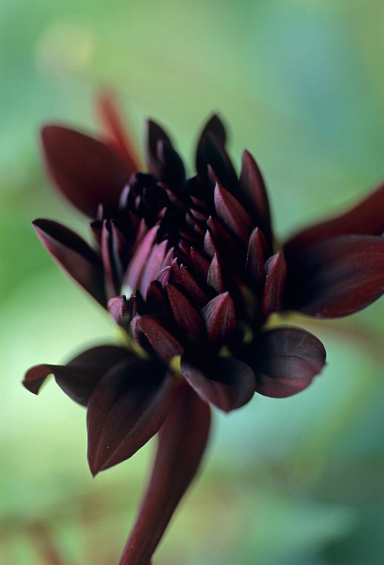 Dahlia 'Summer Night' flower