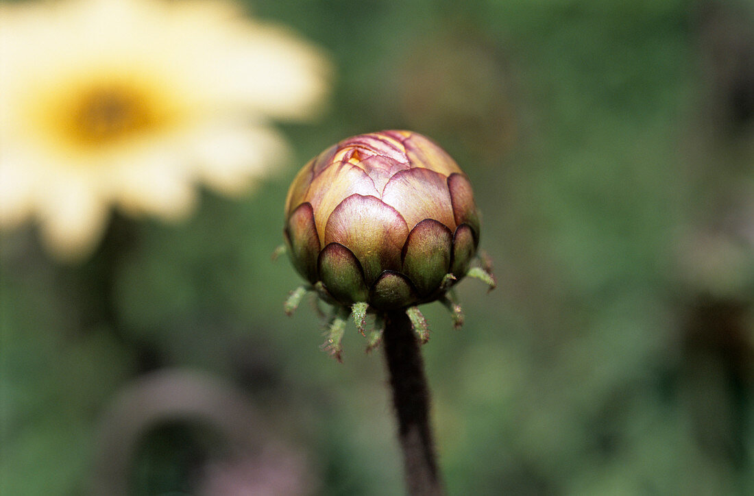 Cape daisy flower bud,Arctotsis fastuosa