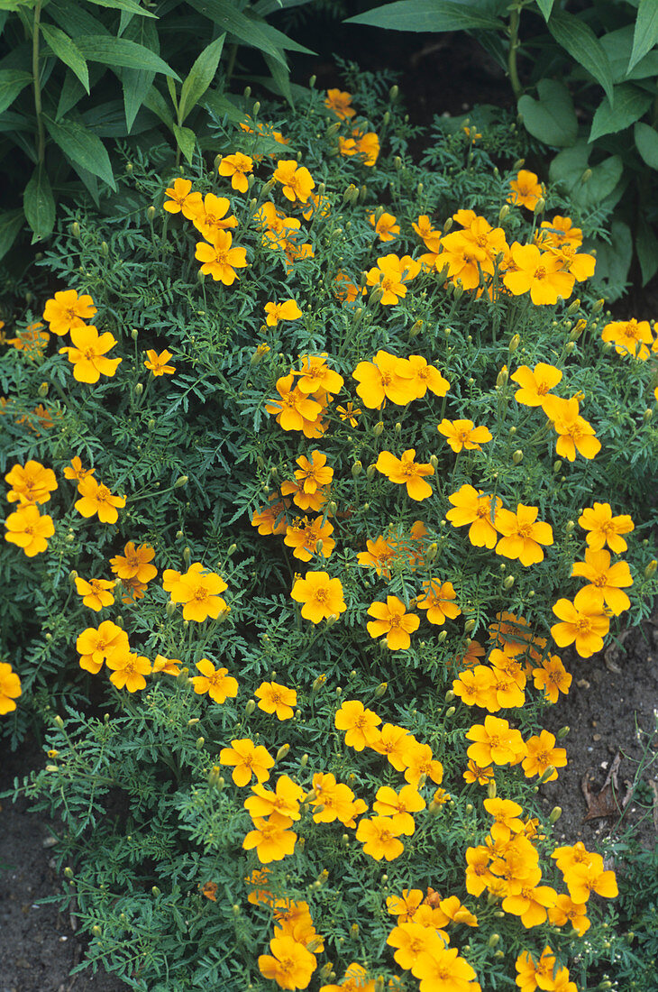 Marigolds (Tagetes 'Tangerine Gem')