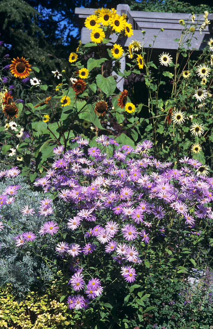 Michaelmas daisies (Aster x frikartii)
