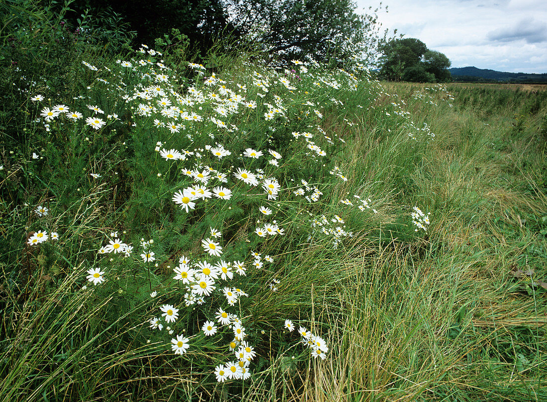 Stinking chamomile (Anthemis cotula)