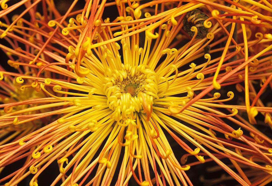 Kudamono chrysthanthemum flower