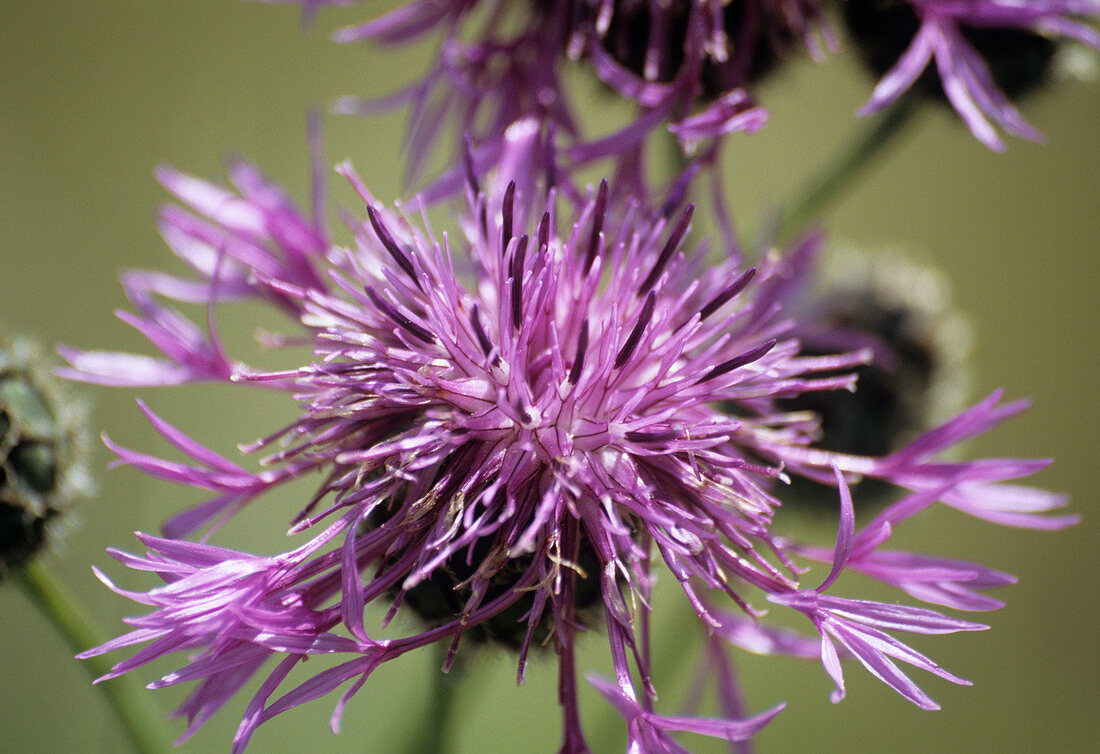 Greater knapweed flower