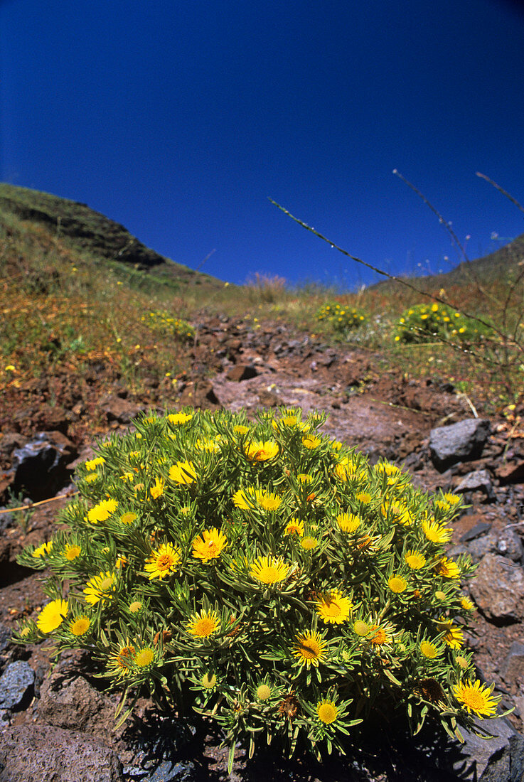 Narrow-leaved sea daisy flowers