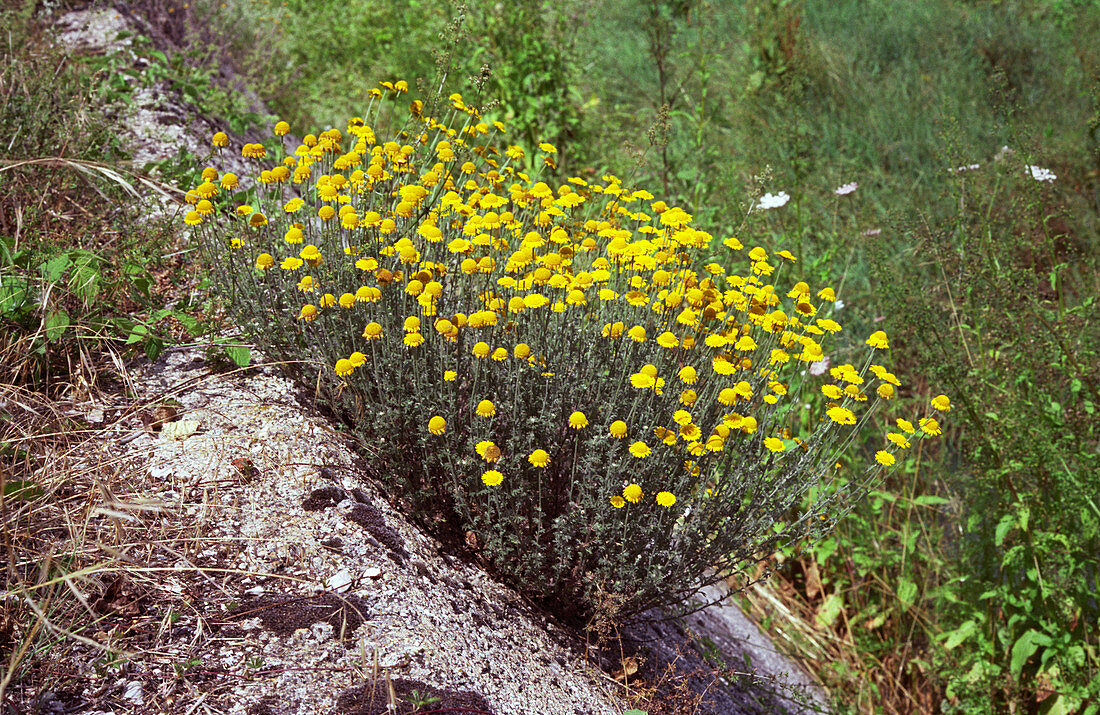 Golden marguerite (Anthemis tinctoria)