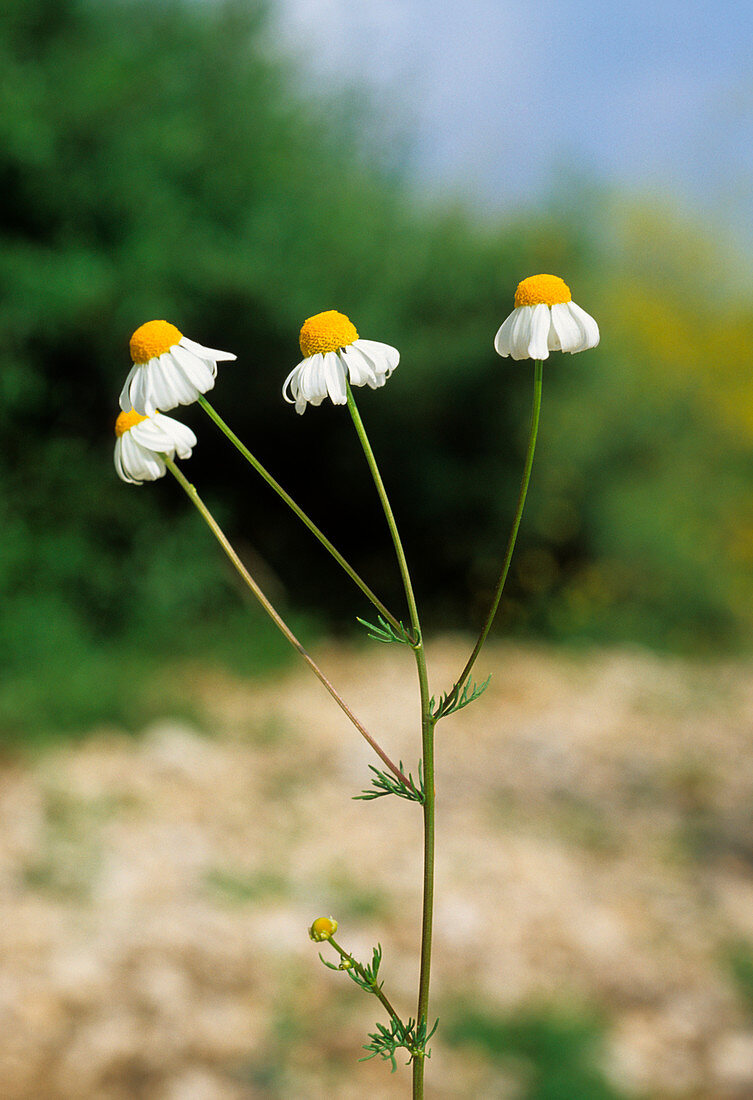 German chamomile (Matricaria chamomilla)