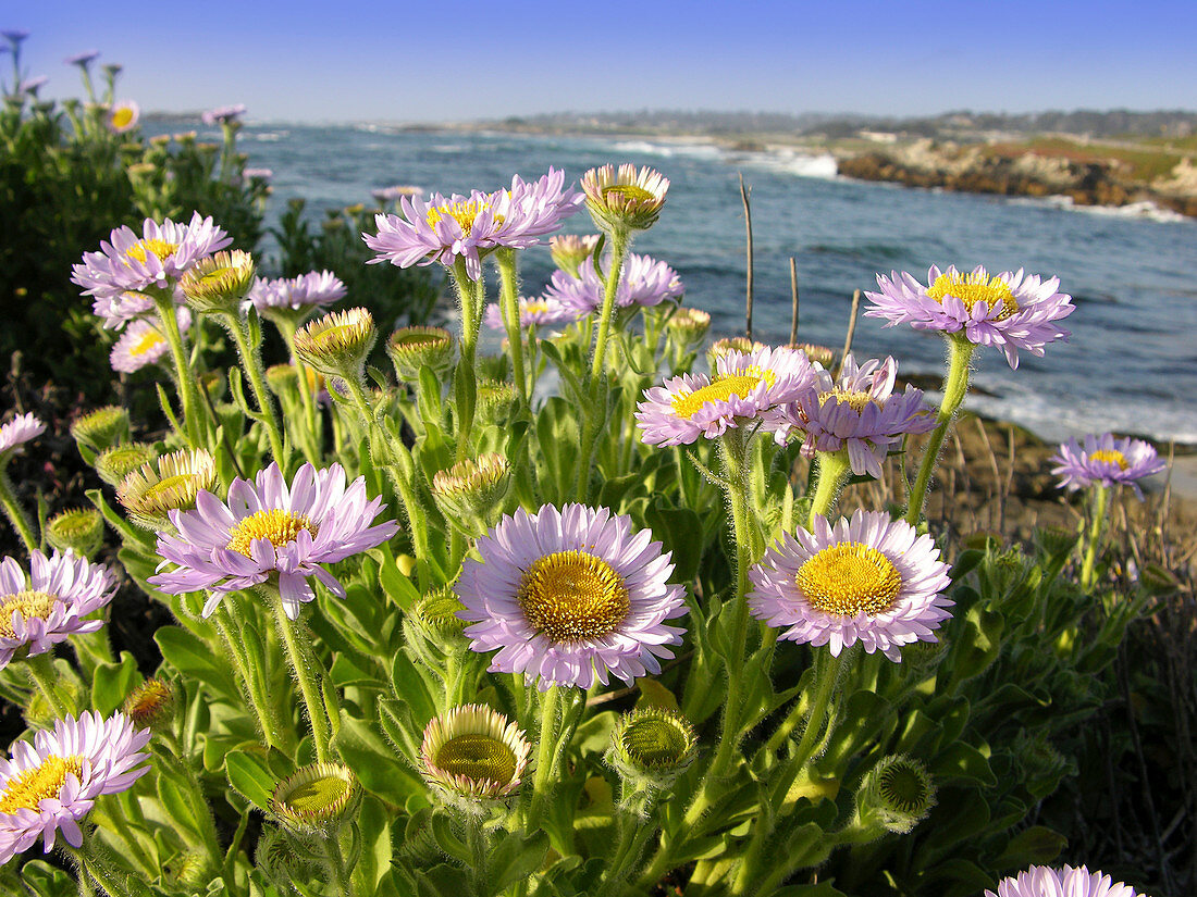 Daisy flowers