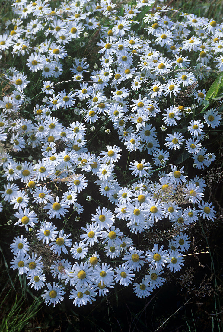 Scentless Mayweed (Matricaria Maritima)