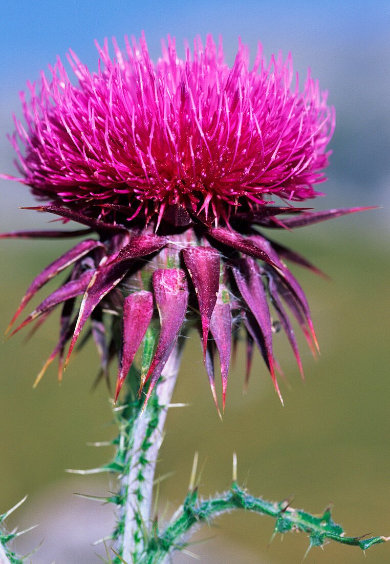 Thistle (Carduus macrocephalus)