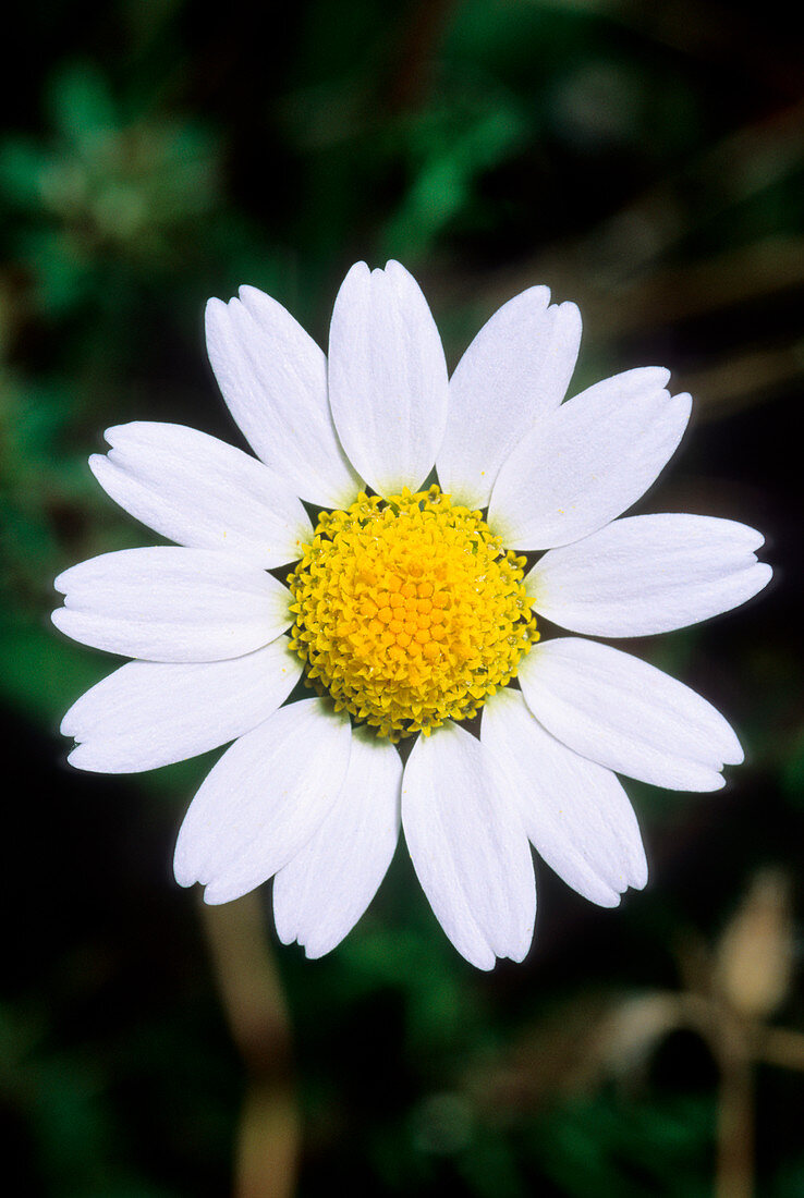 Anthemis arvensis arvensis